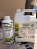 PADI FEED BACTERIA